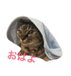 Cat and ferret（個別スタンプ：12）