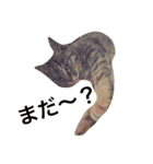 Cat and ferret（個別スタンプ：13）