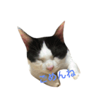 Cat and ferret（個別スタンプ：14）