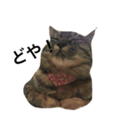 Cat and ferret（個別スタンプ：15）