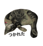 Cat and ferret（個別スタンプ：16）