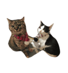 Cat and ferret（個別スタンプ：17）