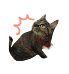 Cat and ferret（個別スタンプ：18）