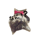 Cat and ferret（個別スタンプ：19）