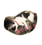 Cat and ferret（個別スタンプ：21）