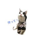 Cat and ferret（個別スタンプ：22）