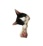 Cat and ferret（個別スタンプ：23）