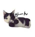 Cat and ferret（個別スタンプ：24）