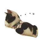 Cat and ferret（個別スタンプ：25）