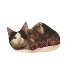 Cat and ferret（個別スタンプ：27）