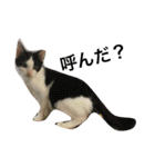 Cat and ferret（個別スタンプ：28）