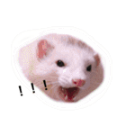 Cat and ferret（個別スタンプ：29）