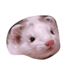 Cat and ferret（個別スタンプ：30）