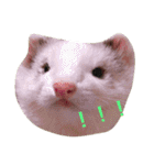 Cat and ferret（個別スタンプ：31）