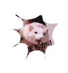 Cat and ferret（個別スタンプ：33）