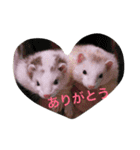 Cat and ferret（個別スタンプ：34）