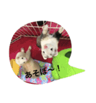 Cat and ferret（個別スタンプ：36）