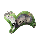 Cat and ferret（個別スタンプ：37）