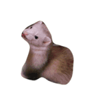 Cat and ferret（個別スタンプ：38）