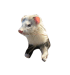 Cat and ferret（個別スタンプ：39）