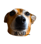 RAPISURAZURI（個別スタンプ：4）