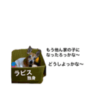 RAPISURAZURI（個別スタンプ：8）
