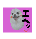 うちのペット 日常会話（個別スタンプ：1）