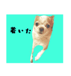 うちのペット 日常会話（個別スタンプ：3）
