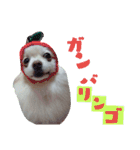 うちのペット 日常会話（個別スタンプ：4）