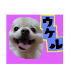 うちのペット 日常会話（個別スタンプ：9）