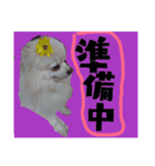 うちのペット 日常会話（個別スタンプ：10）