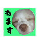 うちのペット 日常会話（個別スタンプ：11）