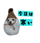 うちのペット 日常会話（個別スタンプ：12）