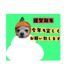 うちのペット 日常会話（個別スタンプ：14）