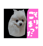 うちのペット 日常会話（個別スタンプ：15）