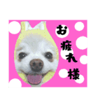 うちのペット 日常会話（個別スタンプ：16）
