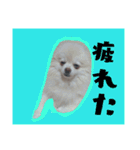 うちのペット 日常会話（個別スタンプ：17）