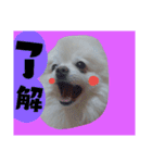 うちのペット 日常会話（個別スタンプ：18）