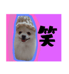 うちのペット 日常会話（個別スタンプ：19）