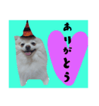 うちのペット 日常会話（個別スタンプ：20）
