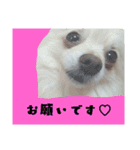 うちのペット 日常会話（個別スタンプ：22）