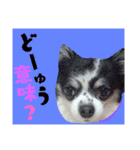 うちのペット 日常会話（個別スタンプ：24）