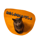 おからさんです（ねこ）。（個別スタンプ：1）