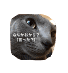 おからさんです（ねこ）。（個別スタンプ：3）