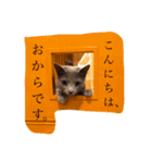 おからさんです（ねこ）。（個別スタンプ：4）