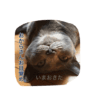 おからさんです（ねこ）。（個別スタンプ：6）