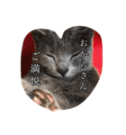 おからさんです（ねこ）。（個別スタンプ：9）