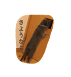 おからさんです（ねこ）。（個別スタンプ：10）