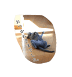 おからさんです（ねこ）。（個別スタンプ：11）
