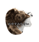 おからさんです（ねこ）。（個別スタンプ：13）